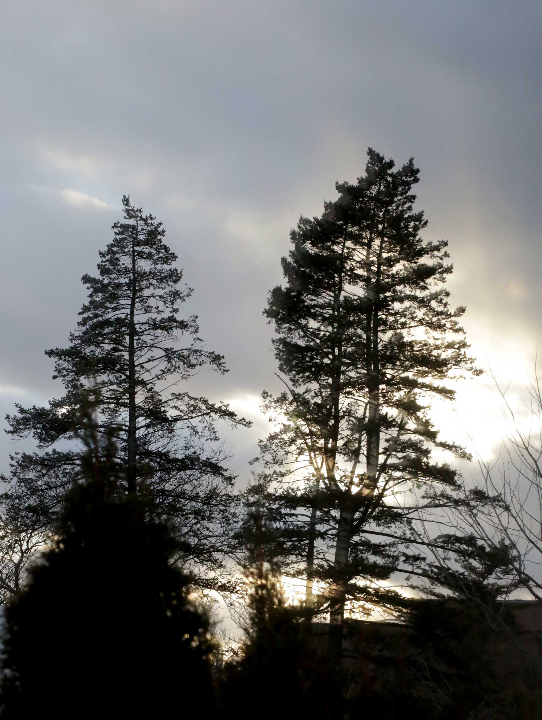 Sunset, trees, winter sun, McCormick House, 90 degrees turned